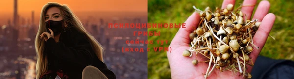 прущие грибы Сафоново